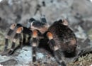 spider