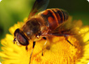 bee