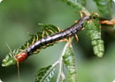 Insect