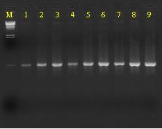PCR performance, activity, nuclease