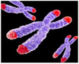 chromosome and telomere