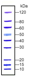 Protein Marker