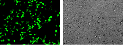 GFP expression in cell pool confirmed by fluorescence microscopy GFP expression in cell pool confirmed by fluorescence microscopy
