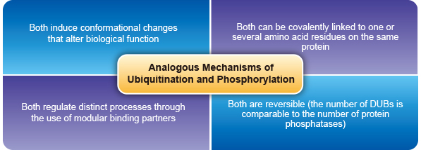 Analogous Mechanisms Ubiquitination and Phosphorylation