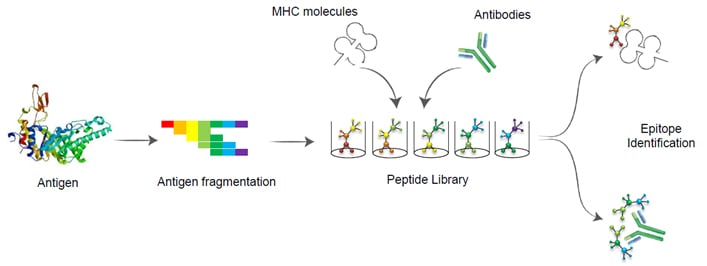 General strategy for antibody epitope mapping and identification General strategy for antibody epitope mapping and identification
