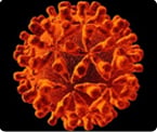 viral genome, viral DNA, reverse genetics