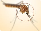 CRISPR-based screen reveals how mosquito-borne West Nile Virus induces neuronal cell death