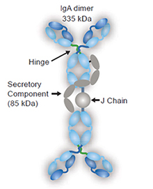 IgA Antibody