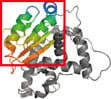 Protein vs Peptide Antigens