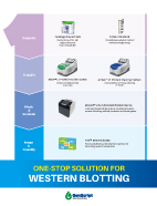 One-stop Solution for Western Blotting