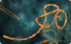 ebola vaccine research