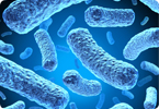 antibiotic resistance, soil bacteria