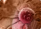senescent cells; anti-aging drug