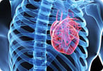 cardiomyocyte progenitor, cycling cardiomyocyte