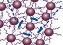 adhesive peptide, RGD