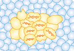 cancer oncogenesis tumor gene