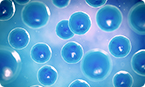 pluripotent stem cell, epiblast stem cell