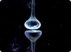 synaptic plasticity, memory, hippocampal synapse