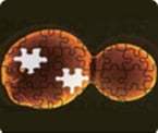 yeast engineering, metabolic engineering, synthetic yeast genome