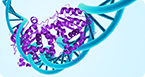 Transcription factor binding, protein DNA interaction