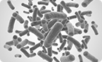 Achilles heel of bacteria discovered