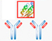 affinity-purified pAb