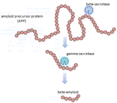 beta amyloid protein