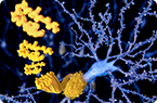 antimicrobial peptide