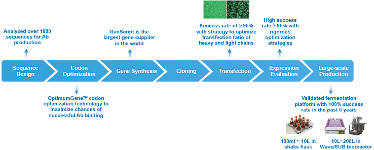 antibody production
