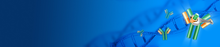 MamPower™ Guaranteed Recombinant Antibody Production