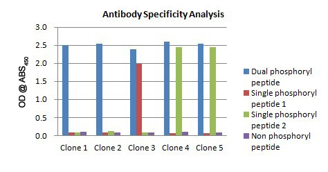 MonoBoost™ Protocol antibody specificity analysis