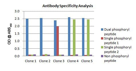 MonoBoost™ Protocol antibody specificity analysis MonoBoost™ Protocol antibody specificity analysis