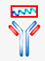 peptide antigen polyclonal antibodies