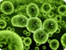Antimicrobial peptides