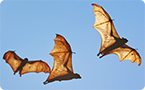 Bats stay healthy due to a superior immune system