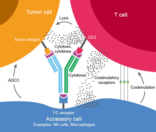 Simultaneously binding to T cells and tumor cells