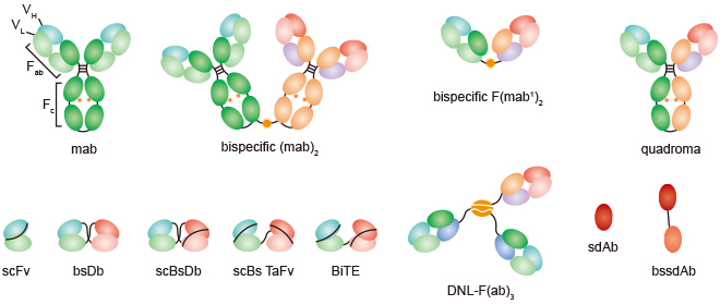 Bispecific Antibody bispecific-antibody