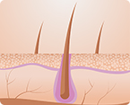 Janus kinase, Hair follicle,JAK-STAT