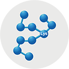 Branched Peptide