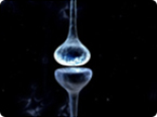 synaptic plasticity, memory, hippocampal synapse
