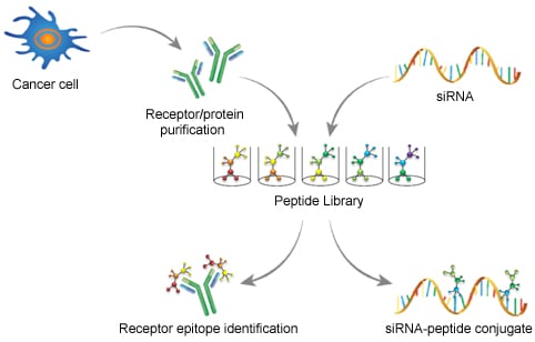 Overview of common applications for peptide libraries in cancer research