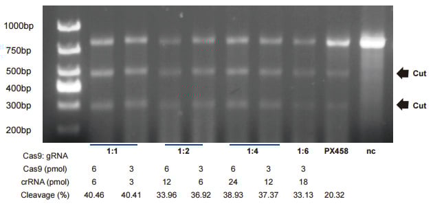 New crRNA/Cas9 work studies to optimize your CRISPR editing efficiency.