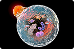 autophagy, 2016 Nobel prize in physiology or medicine, Yoshinori Oshumi