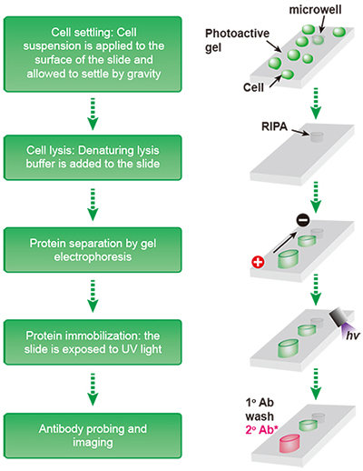 western blot protocol