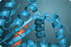 T-cell protein engineering