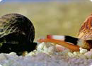 Cone snail venom