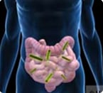 circadian clock, intestinal microbes, diurnal rhythm