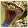 Venom Peptides