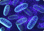NAD+ stem cell, Mitochondria stem cell, Mitochondria life span