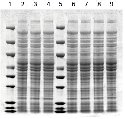 Invitrogen Gel Migration Chart